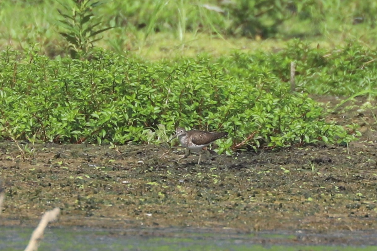 Solitary Sandpiper - ML624032649