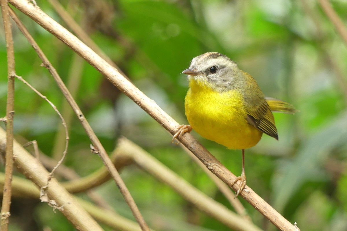 Golden-crowned Warbler - ML624032657