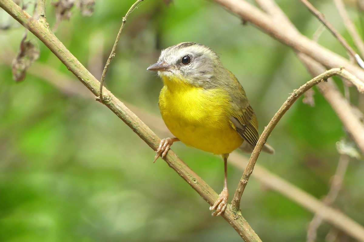 Golden-crowned Warbler - ML624032658