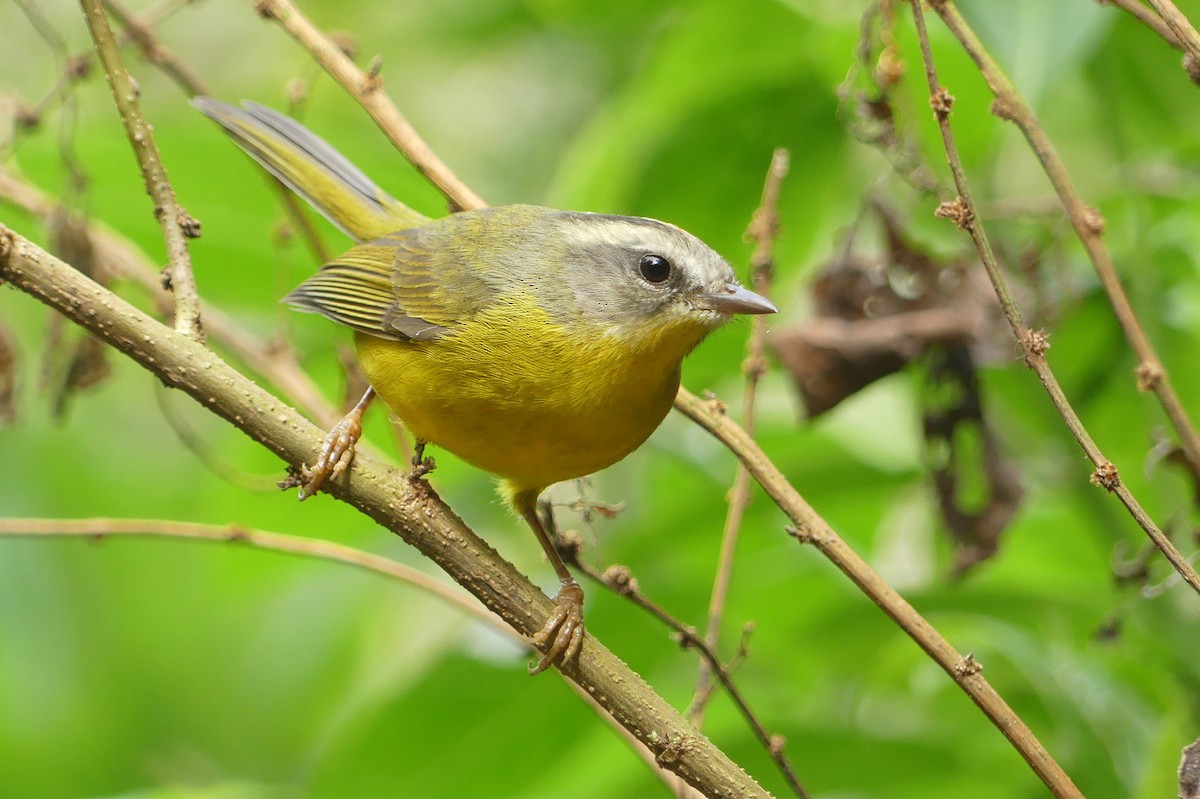 Golden-crowned Warbler - ML624032660