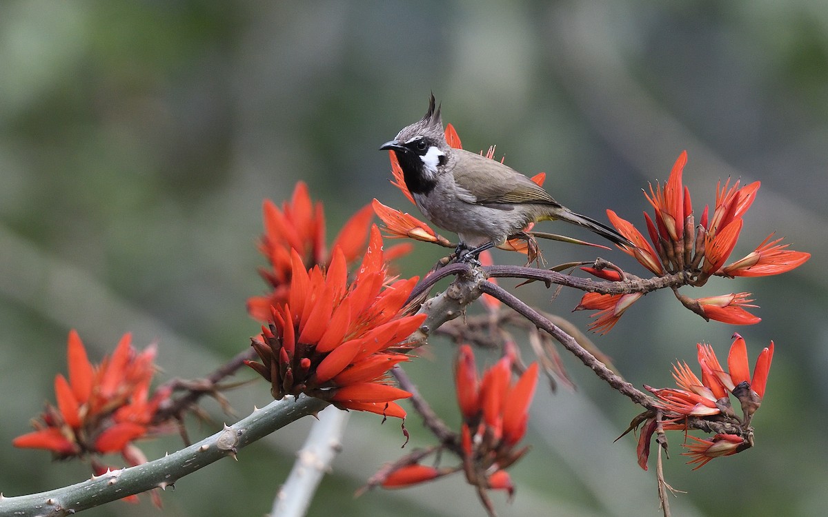 Himalayan Bulbul - ML624032673