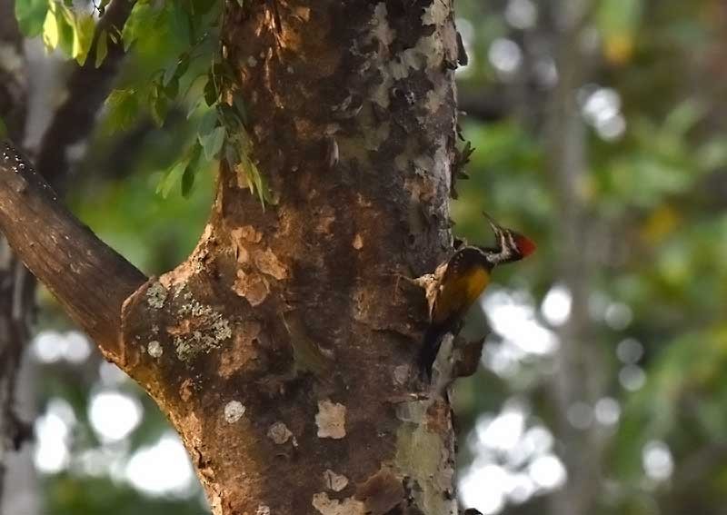 Black-rumped Flameback - ML624032699