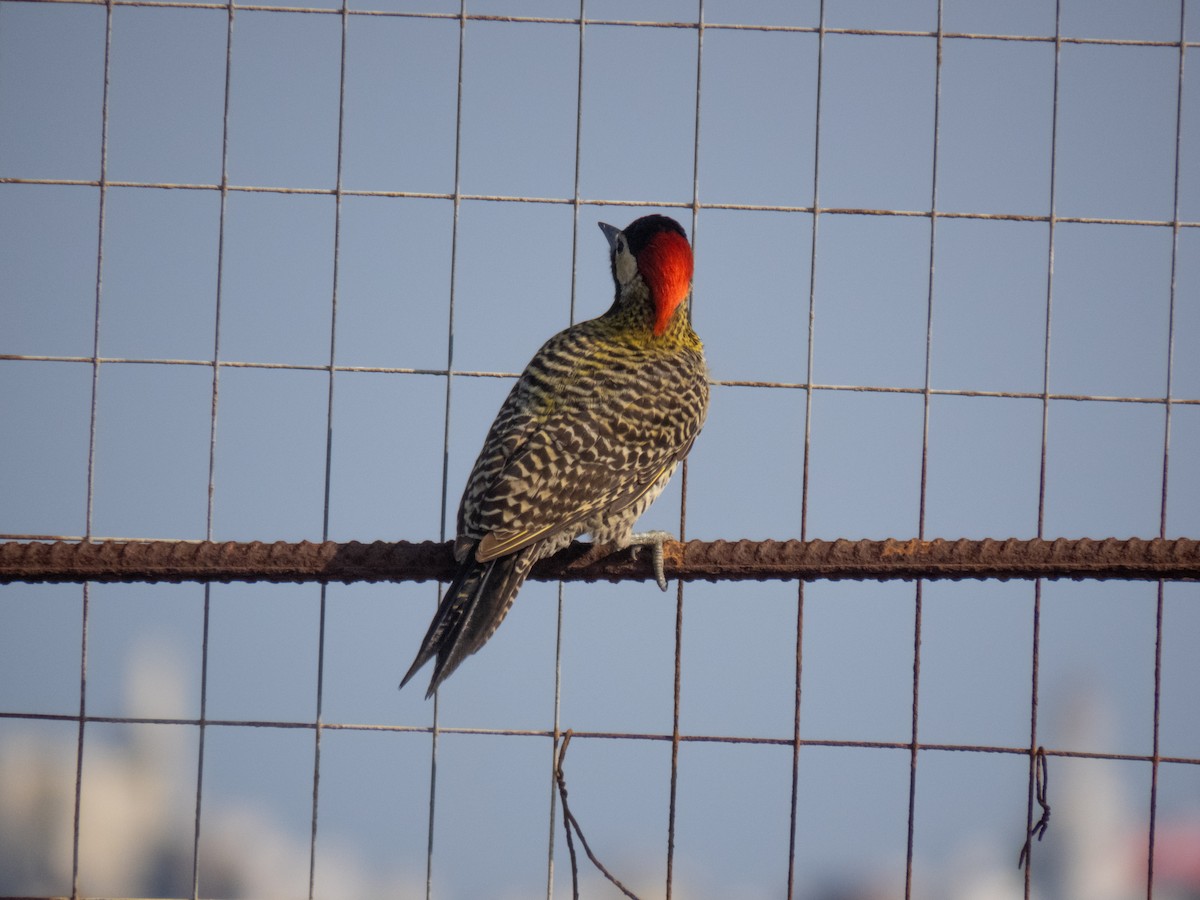 Green-barred Woodpecker - ML624032735