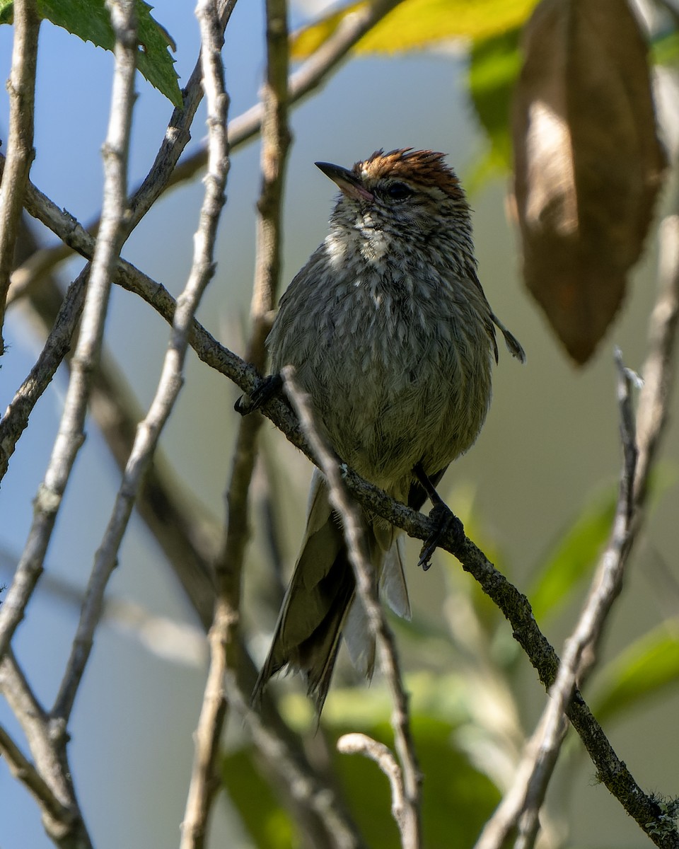 Rusty-crowned Tit-Spinetail - ML624032737