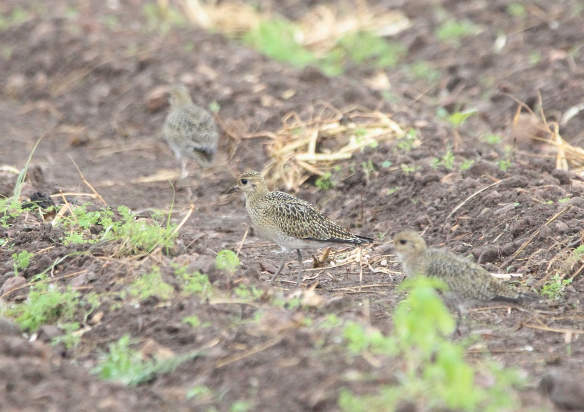 European Golden-Plover - ML624032741