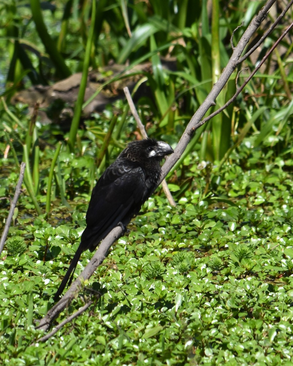 Smooth-billed Ani - ML624032742