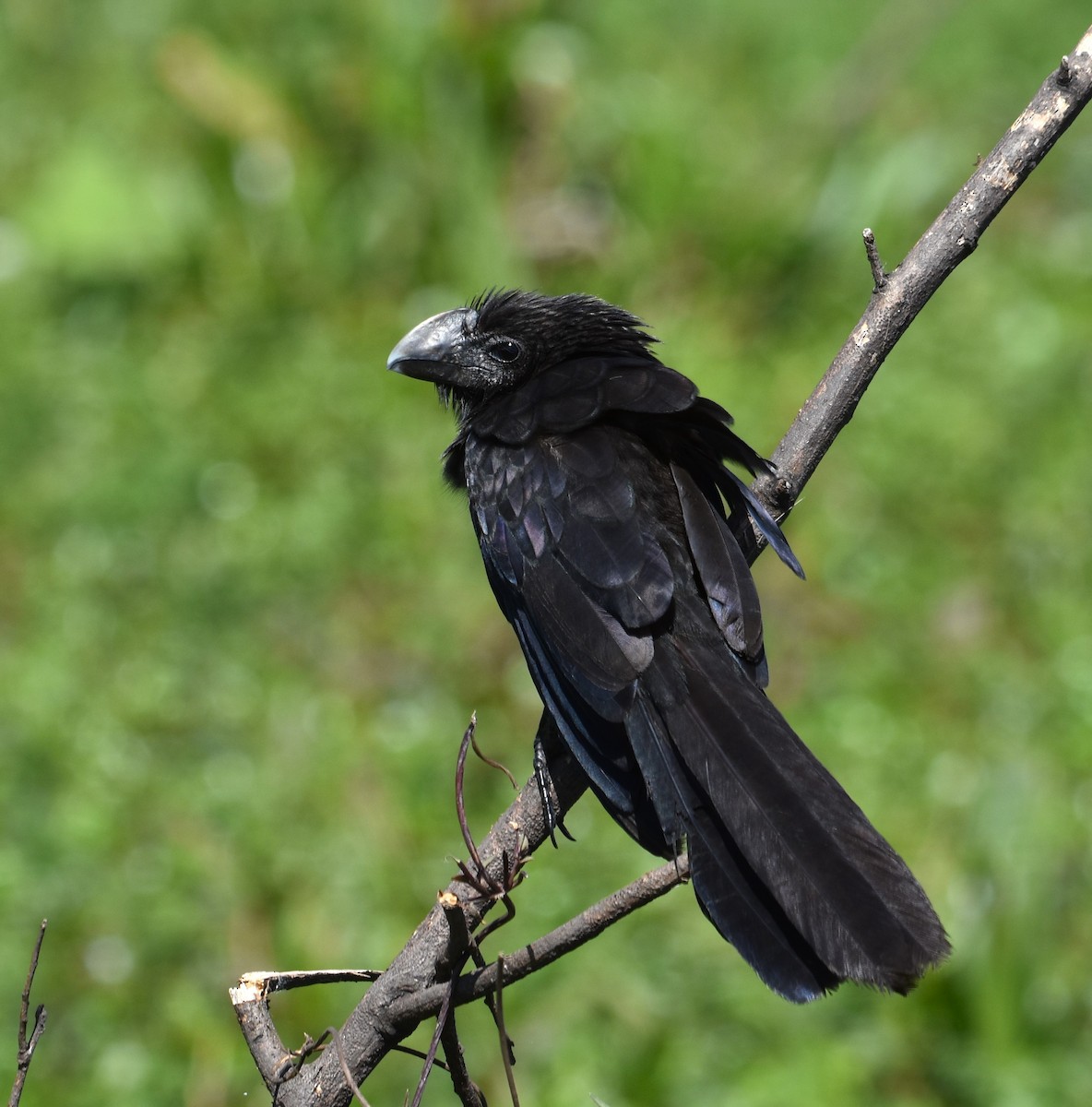 Smooth-billed Ani - ML624032748