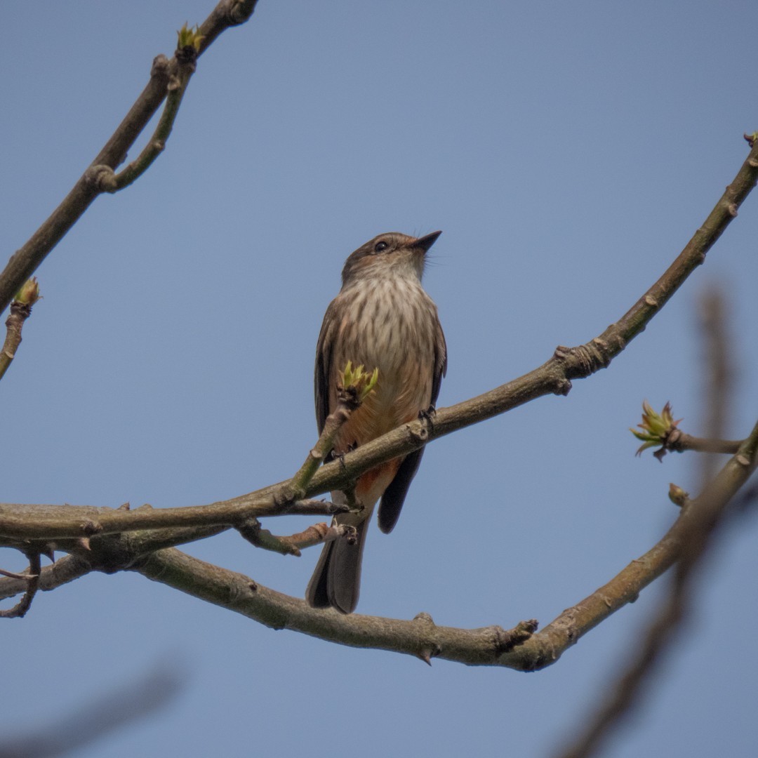 Vermilion Flycatcher - ML624032755