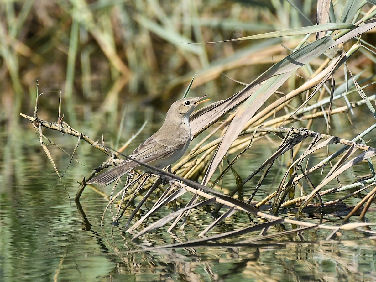 Eastern Olivaceous Warbler - ML624032764