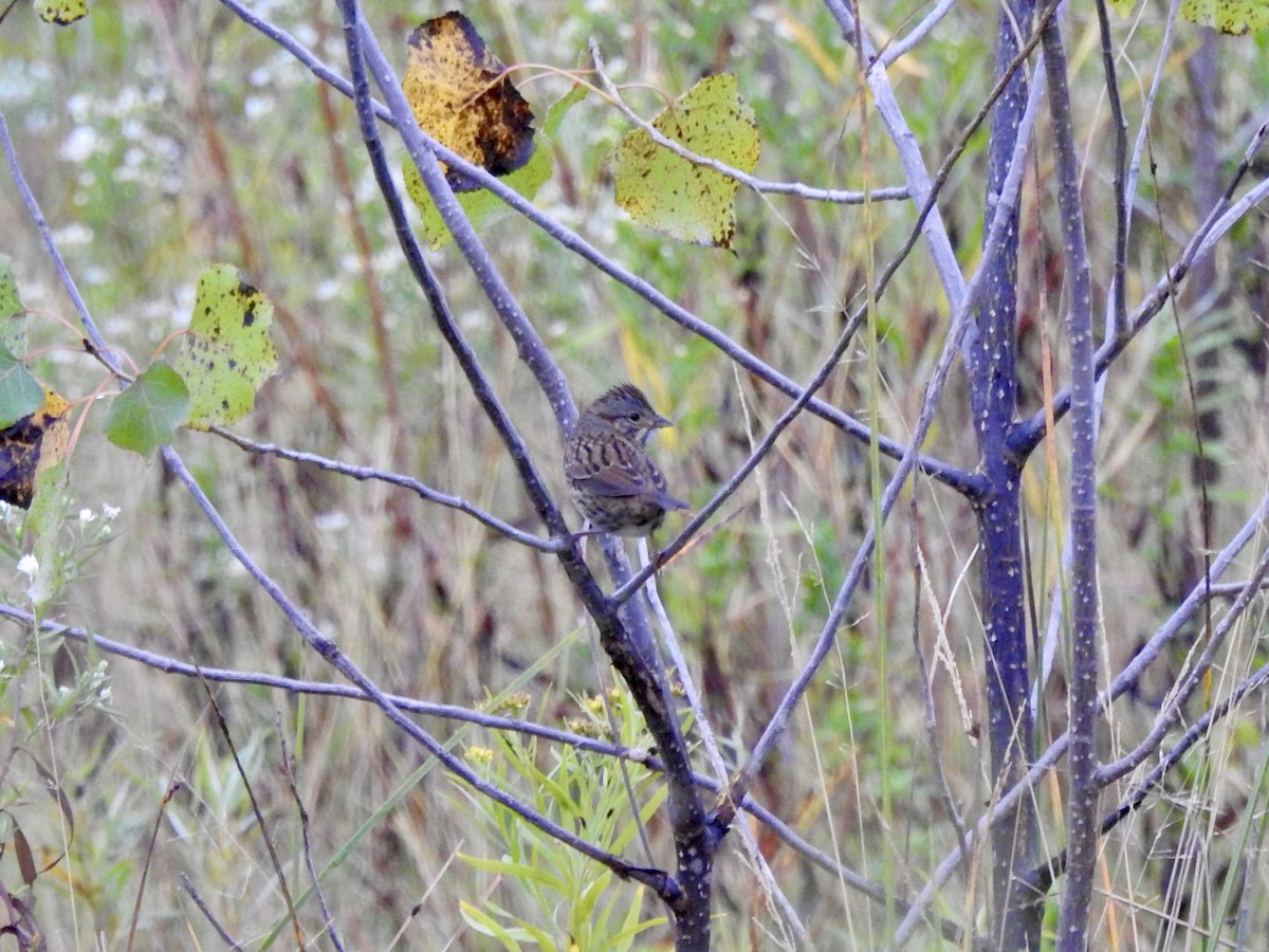 Lincoln's Sparrow - ML624032798