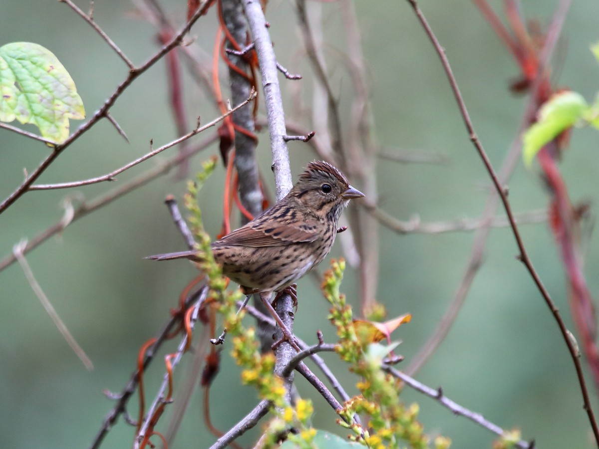 Lincoln's Sparrow - ML624032804