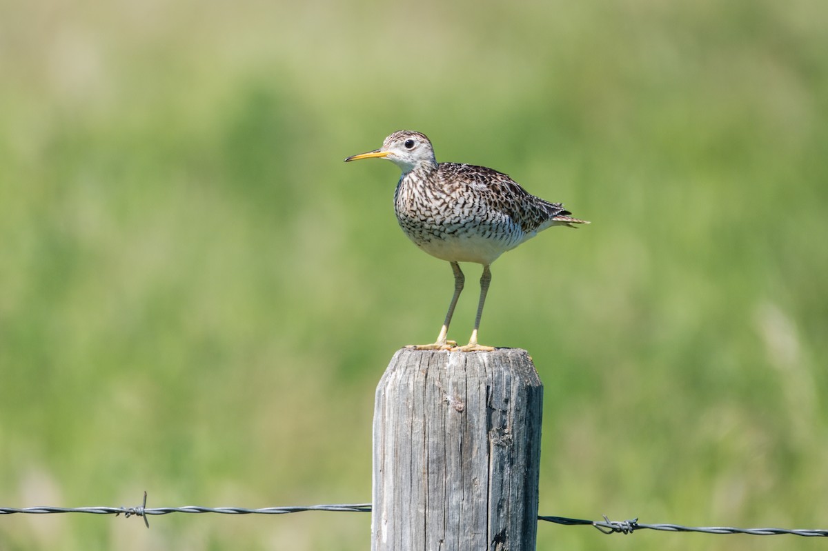 Upland Sandpiper - ML624032807