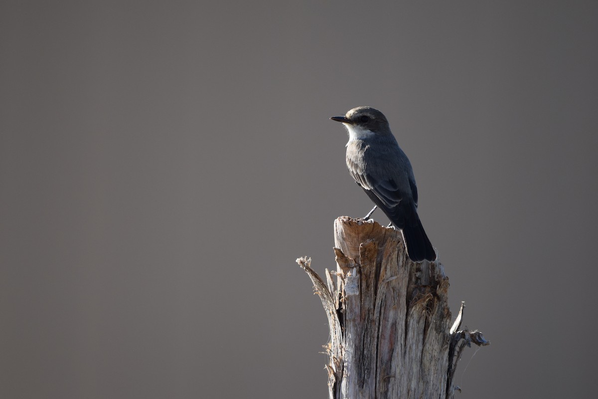 Vermilion Flycatcher - ML624032822