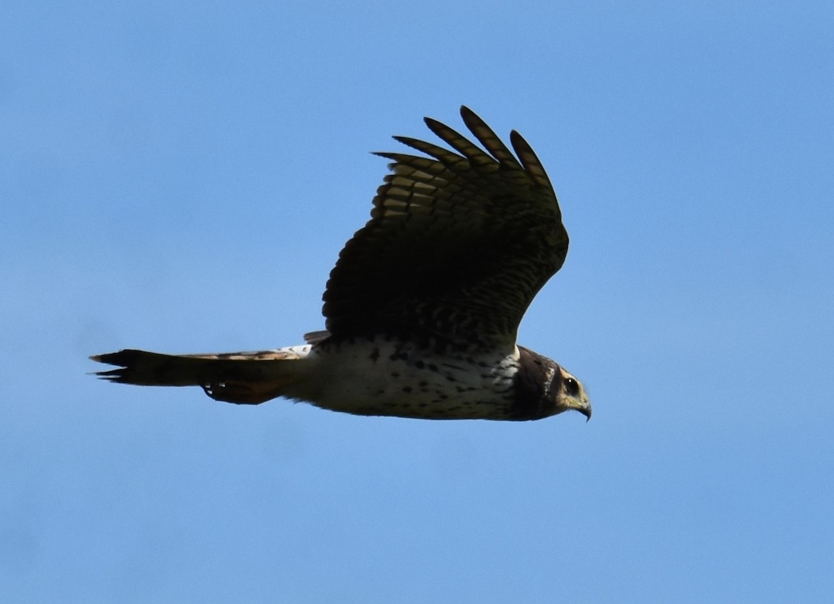 Long-winged Harrier - Victor Leber