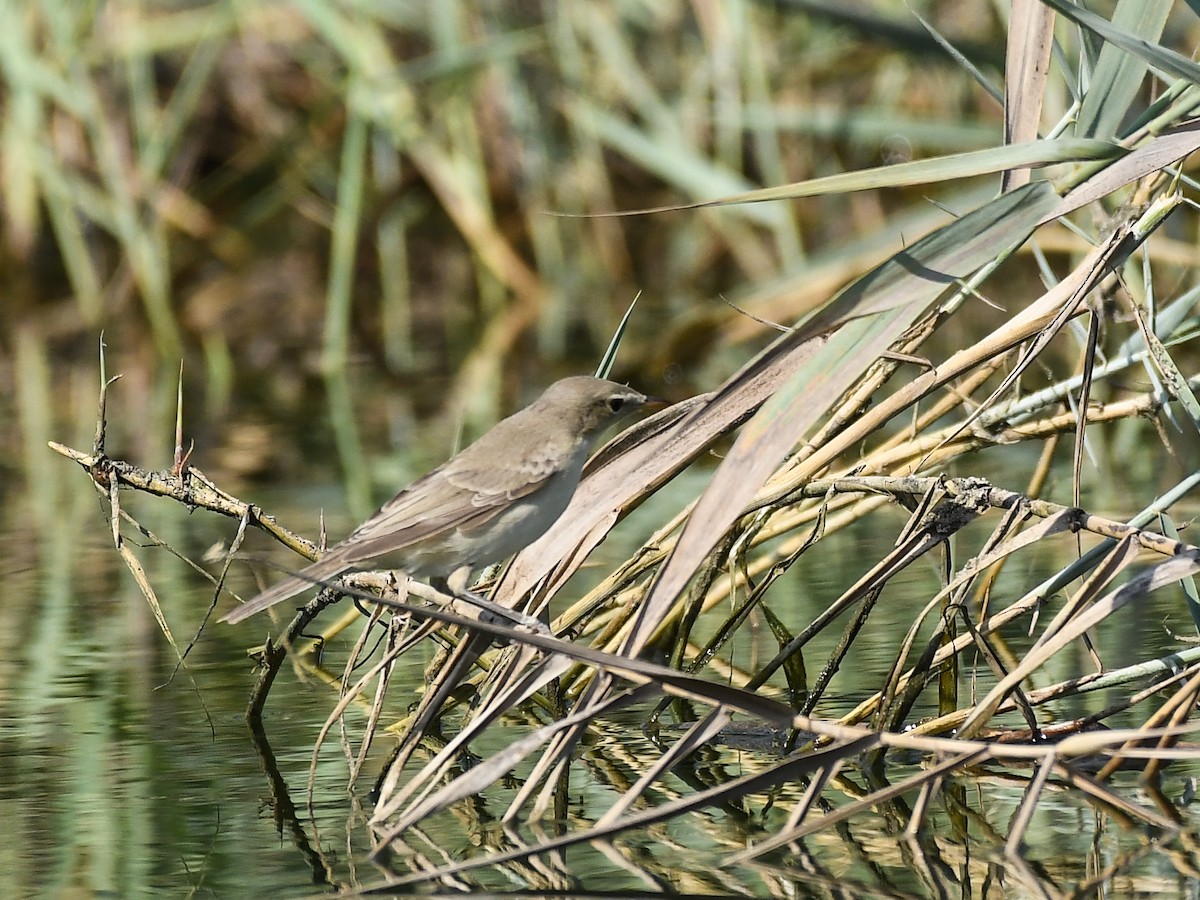 Eastern Olivaceous Warbler - ML624032833