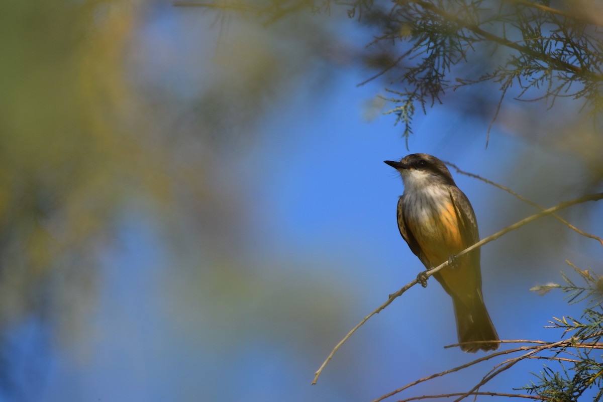 Vermilion Flycatcher - ML624032849