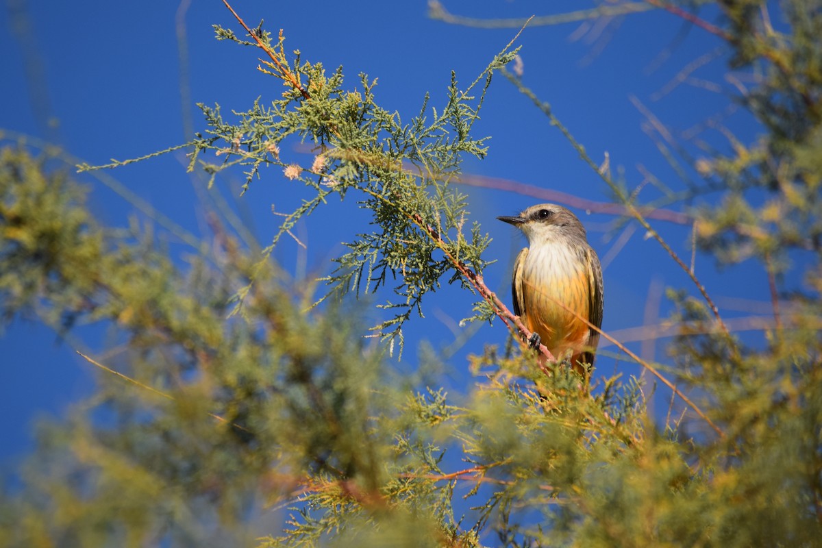 Vermilion Flycatcher - ML624032868