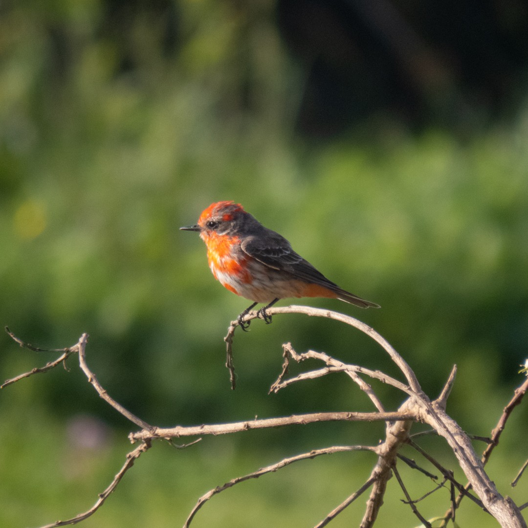 Vermilion Flycatcher - ML624032871