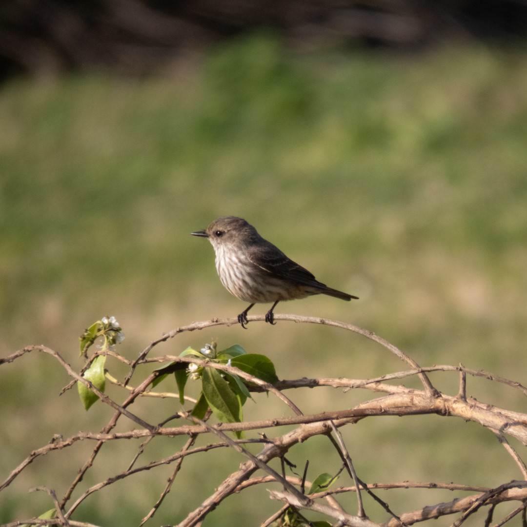 Vermilion Flycatcher - ML624032872