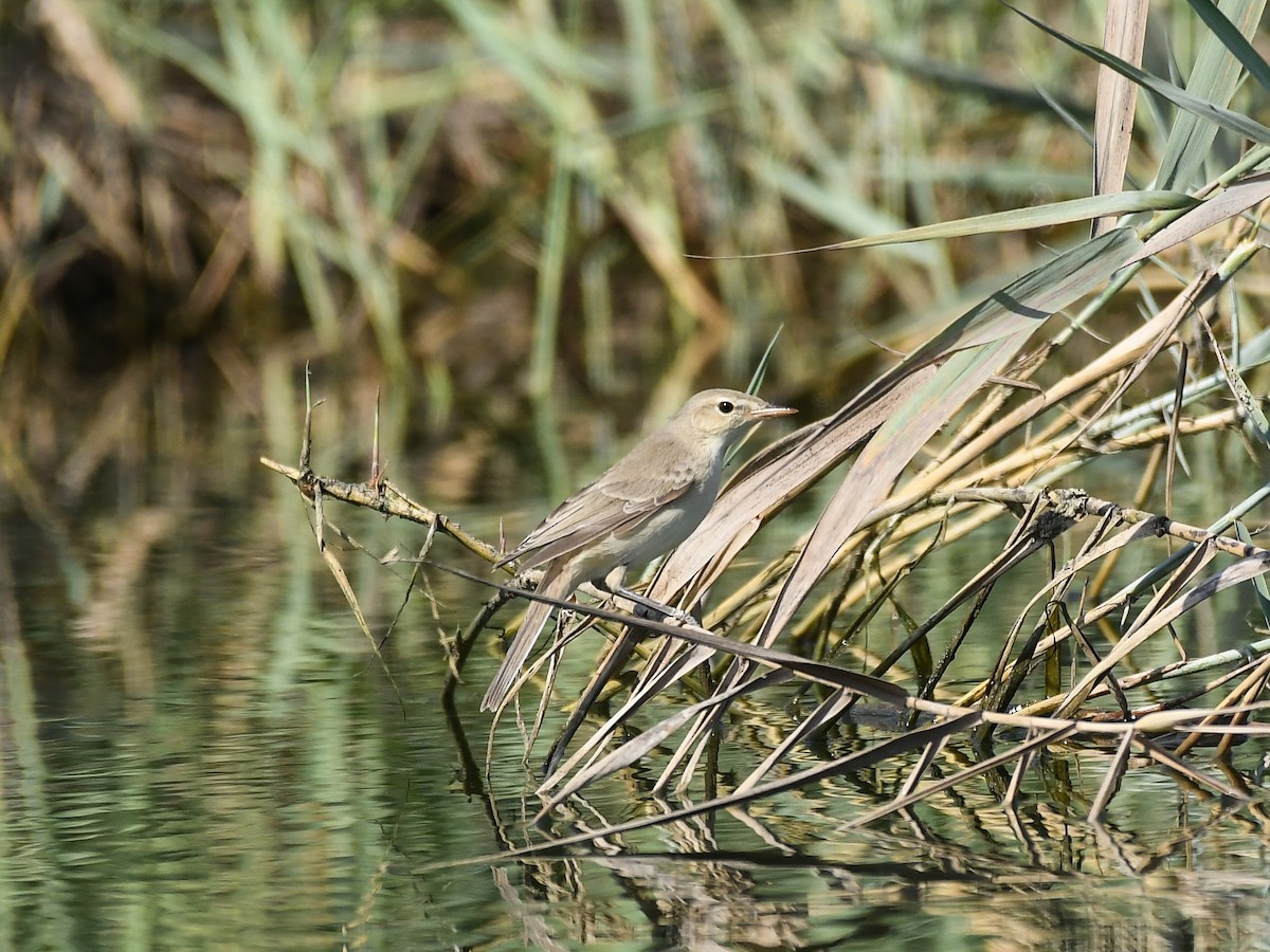 Eastern Olivaceous Warbler - ML624032875