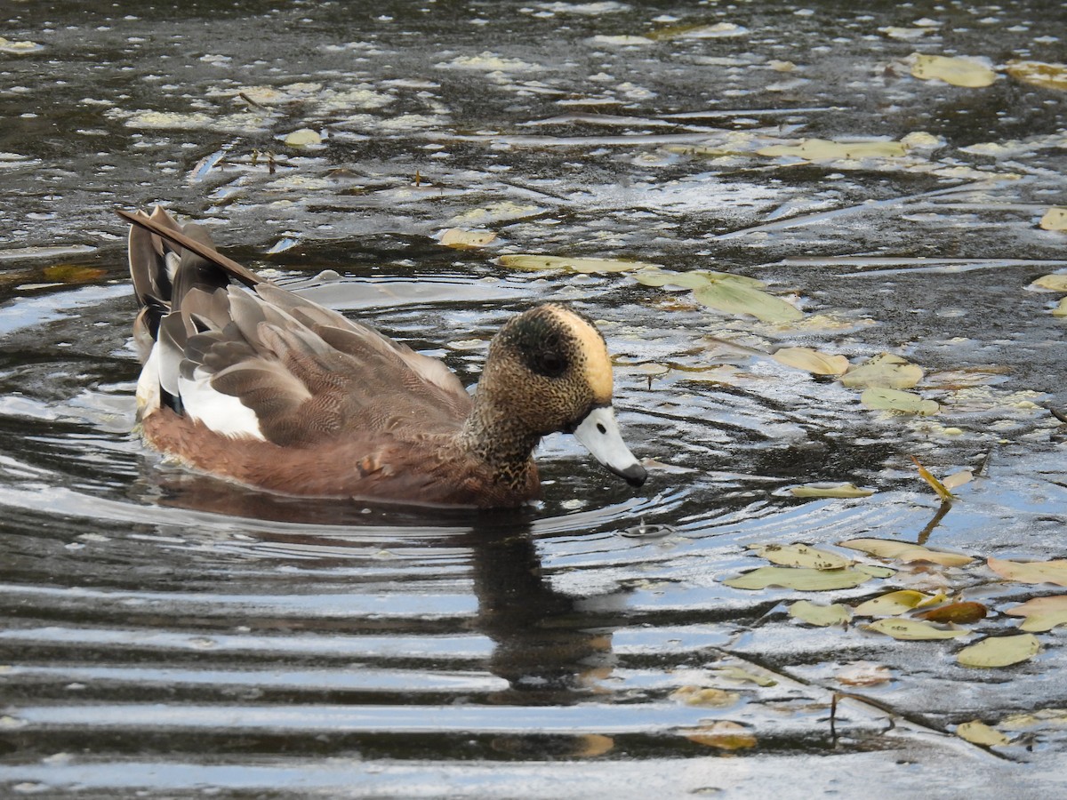 American Wigeon - ML624032896