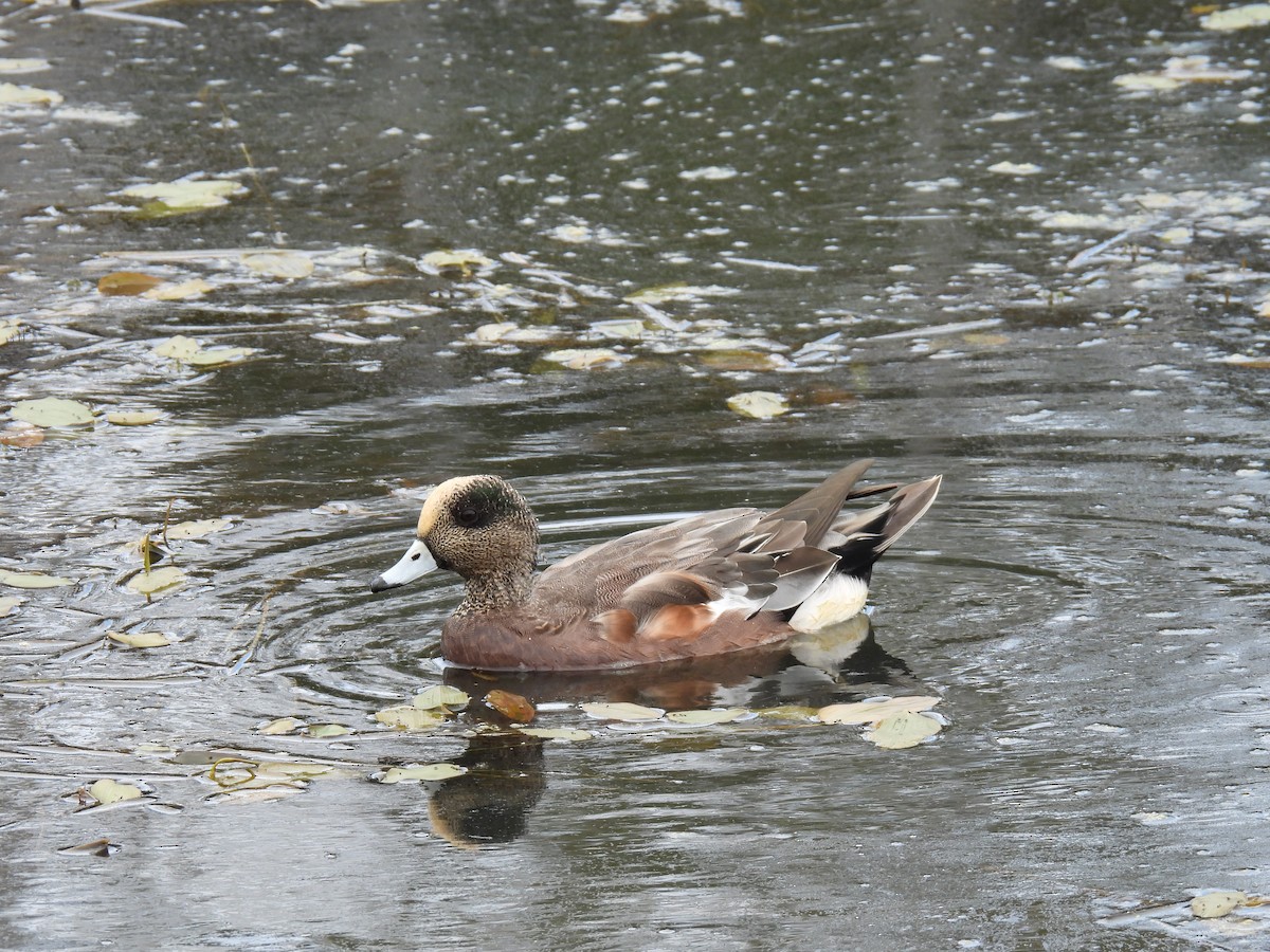 American Wigeon - ML624032902