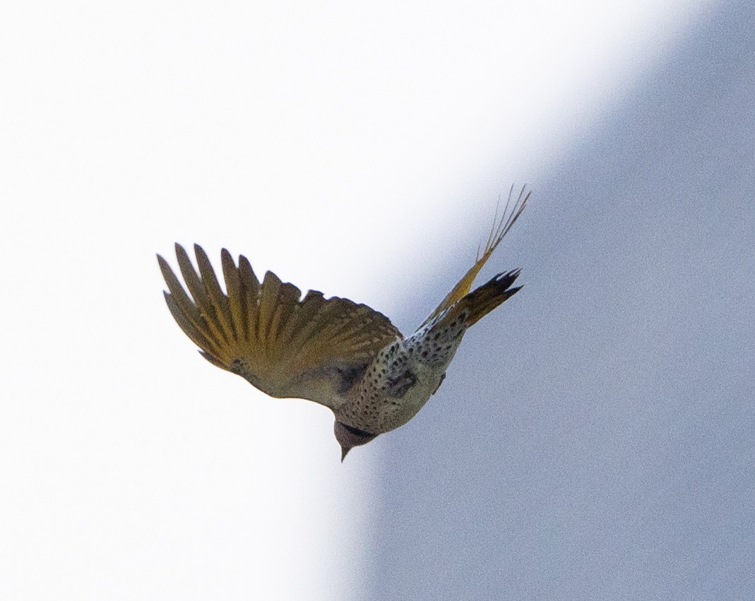 Northern Flicker - ML624032905