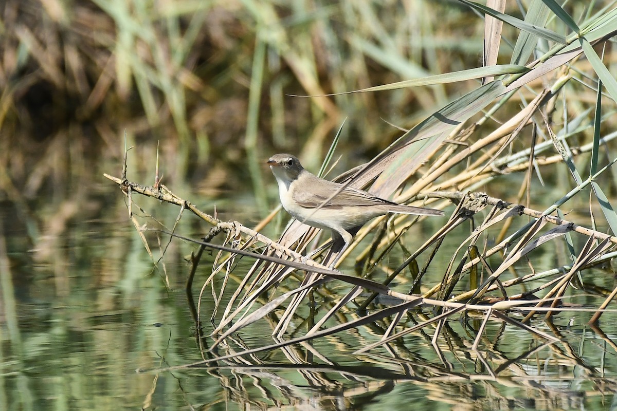 Eastern Olivaceous Warbler - ML624032907