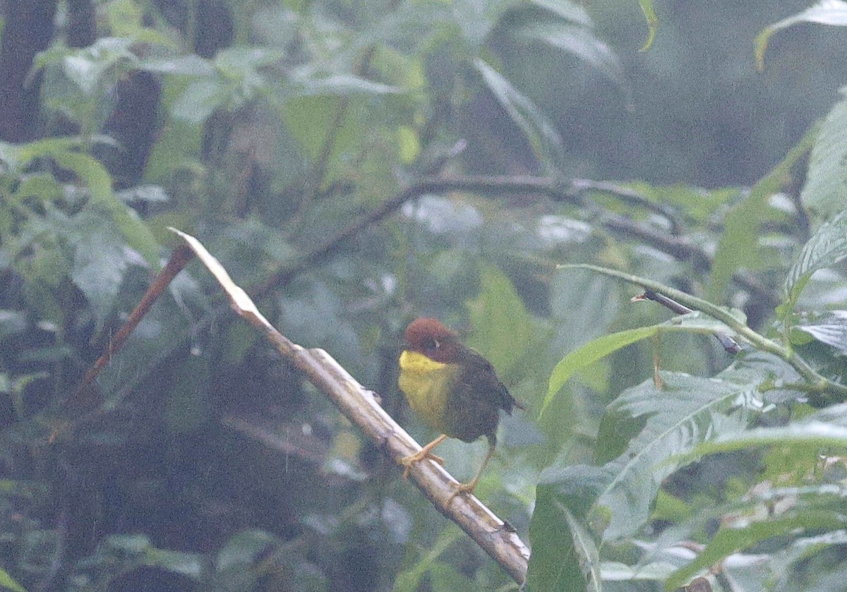 Chestnut-headed Tesia - Kalpesh Gaitonde