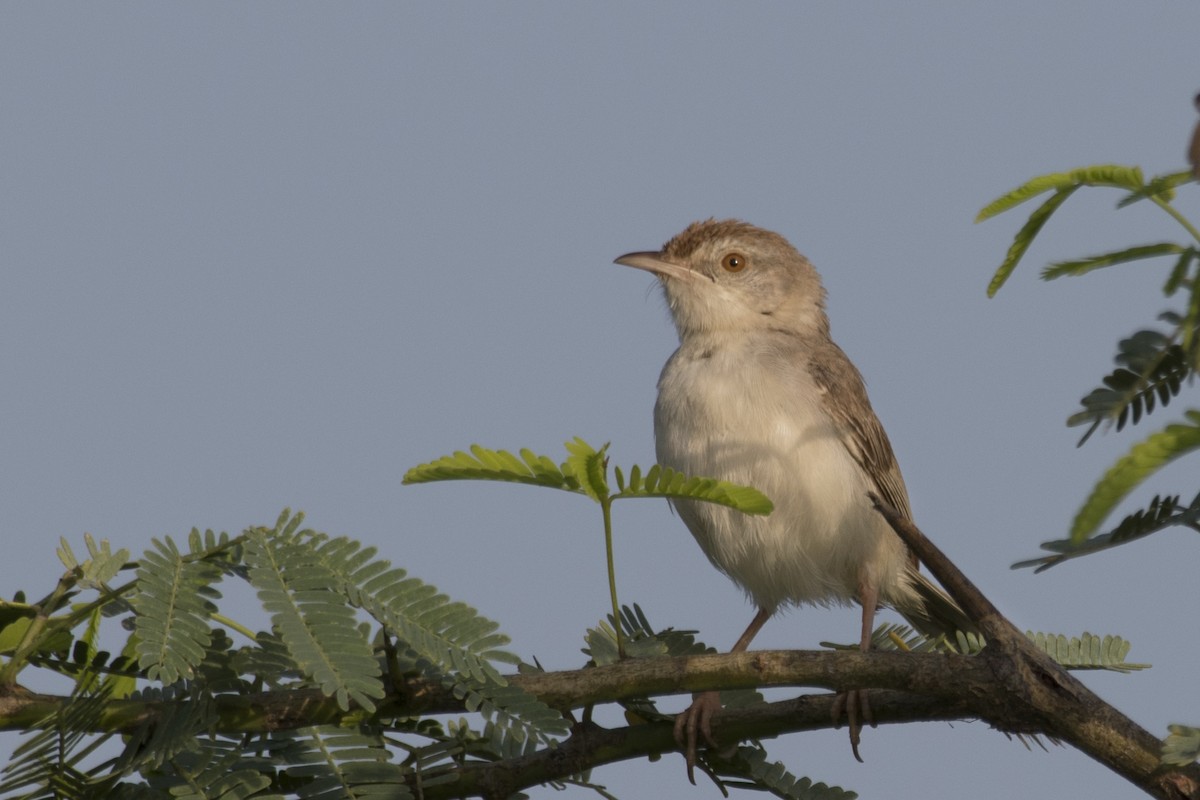 Rufous-fronted Prinia - ML624032936