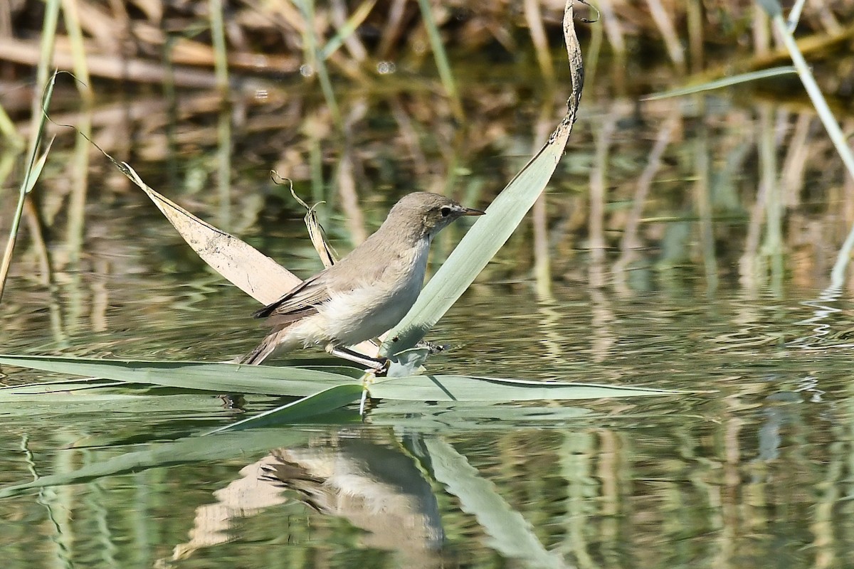 Eastern Olivaceous Warbler - ML624032937