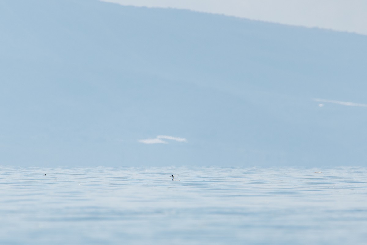 Clark's Grebe - ML624032939