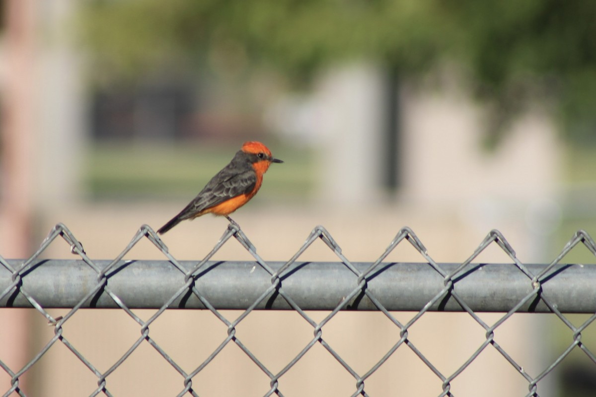 Vermilion Flycatcher - ML624033014