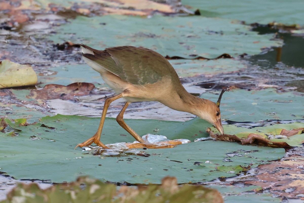 Purple Gallinule - ML624033019