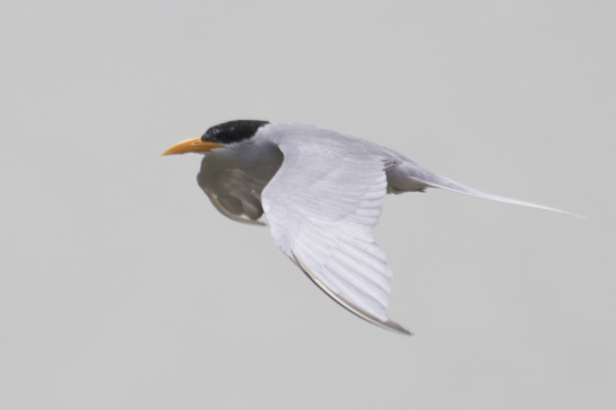 River Tern - ML624033021