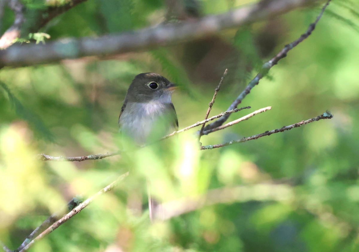 Acadian Flycatcher - Duncan  Fraser