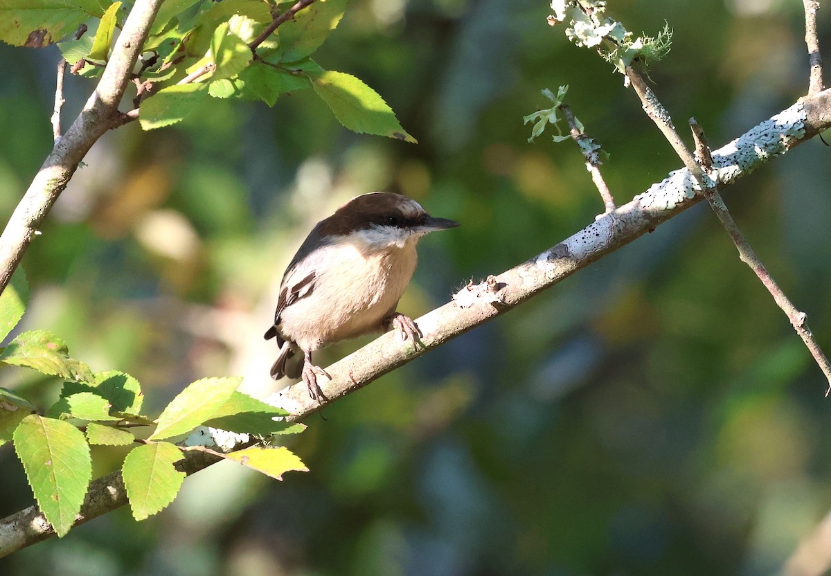 Sittelle à tête brune - ML624033023