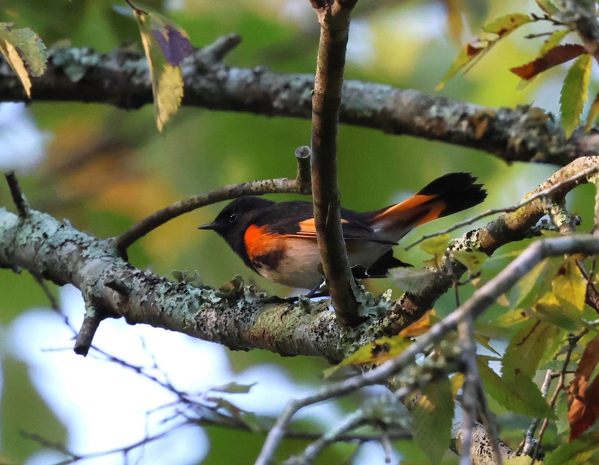 American Redstart - ML624033024