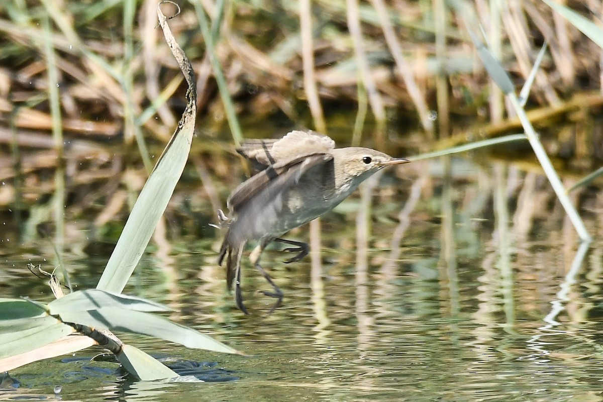 Eastern Olivaceous Warbler - ML624033029