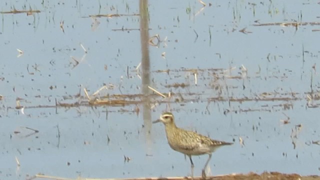 Pacific Golden-Plover - ML624033030