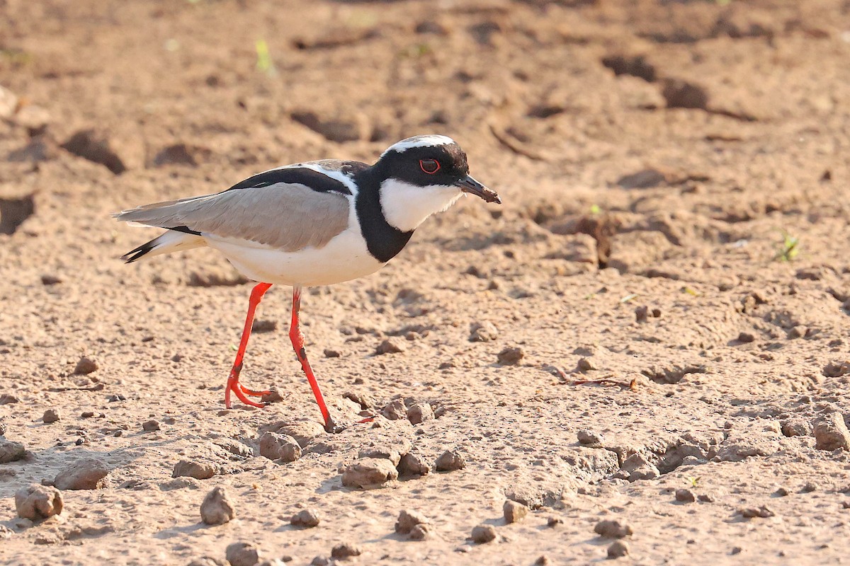 Pied Plover - ML624033043