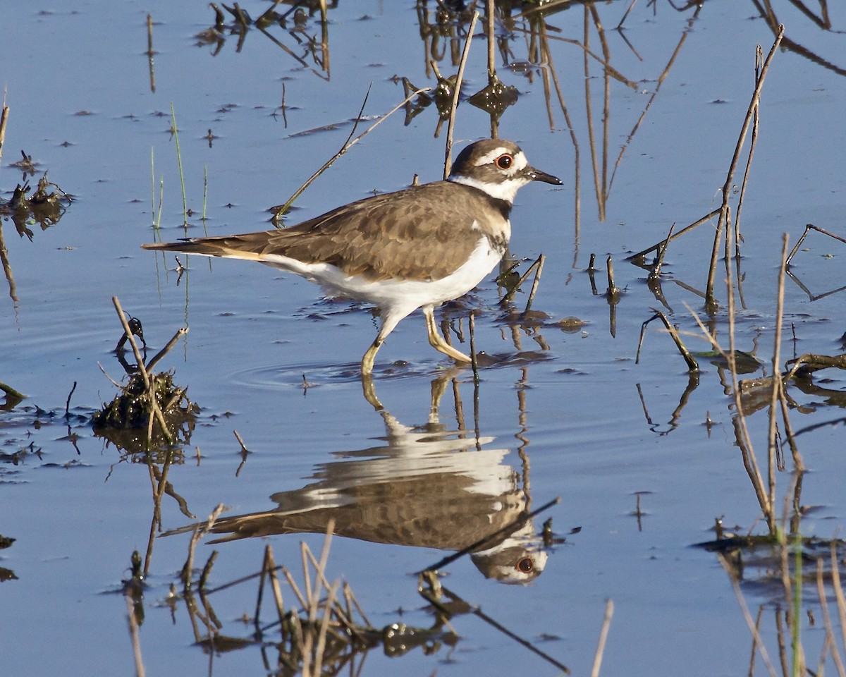 Killdeer - ML624033059