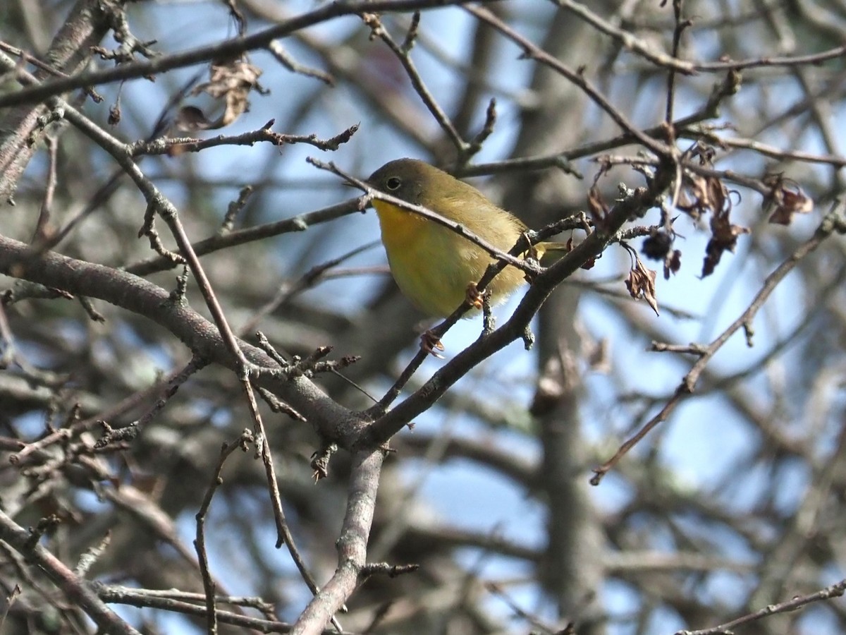 Common Yellowthroat - ML624033067