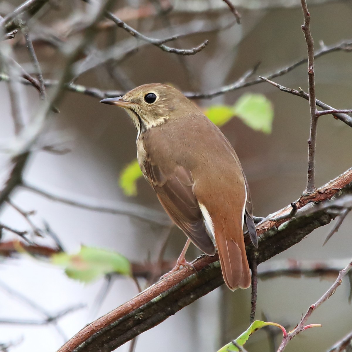 Hermit Thrush - ML624033070