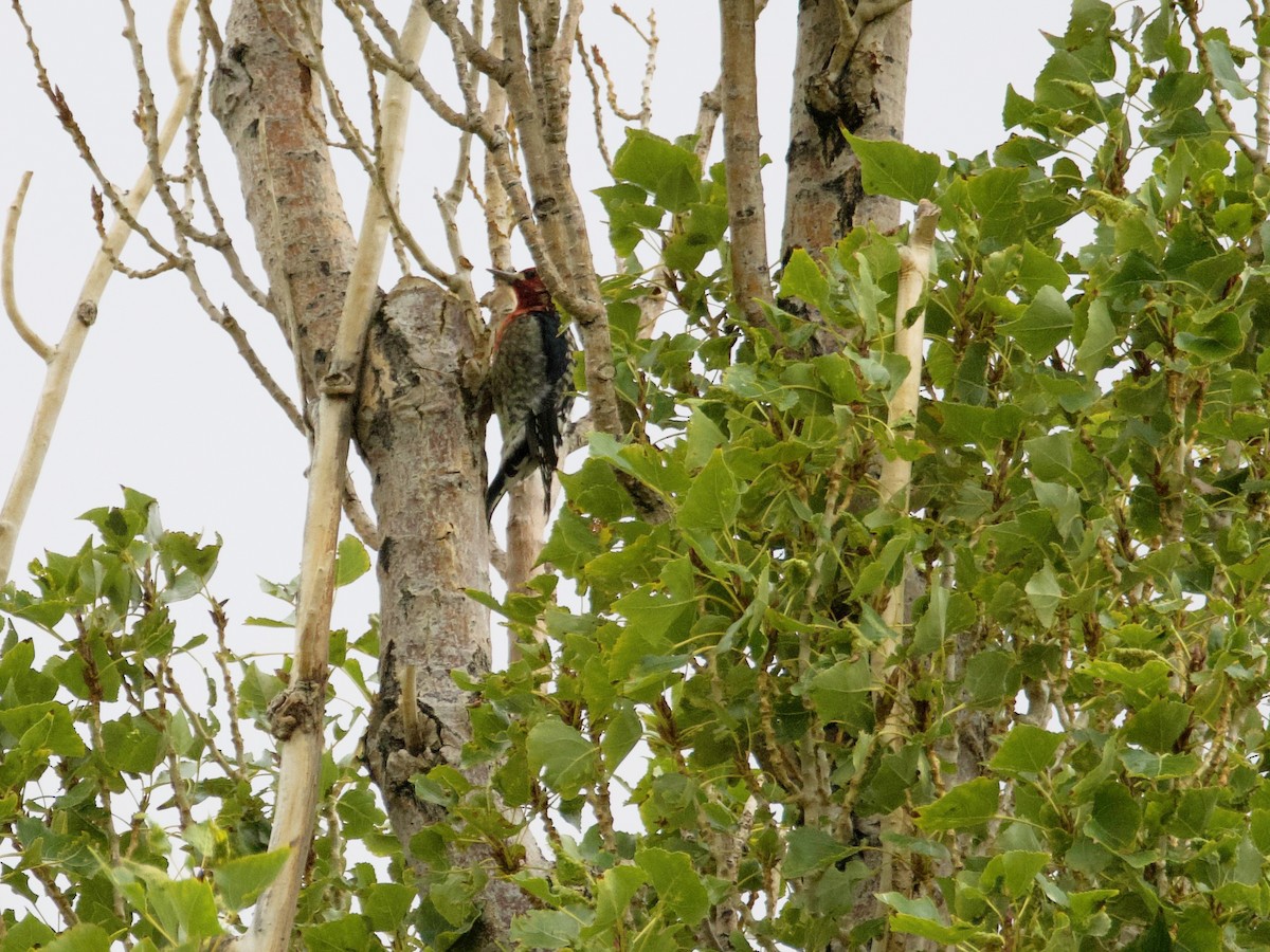 Red-breasted Sapsucker - ML624033075