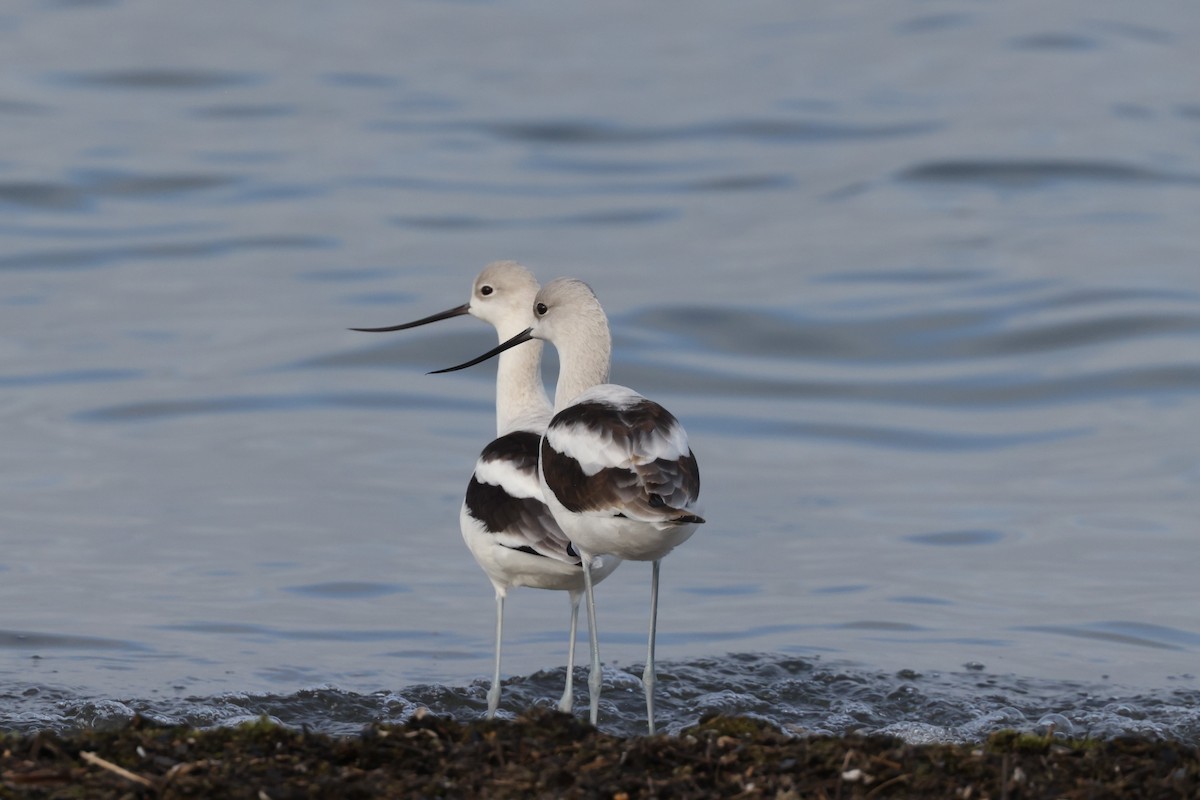 American Avocet - Charlie Kaars