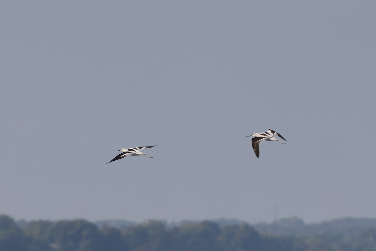 American Avocet - Charlie Kaars