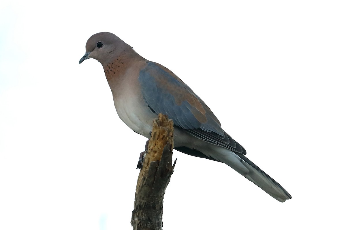 Laughing Dove - Peter Kyne