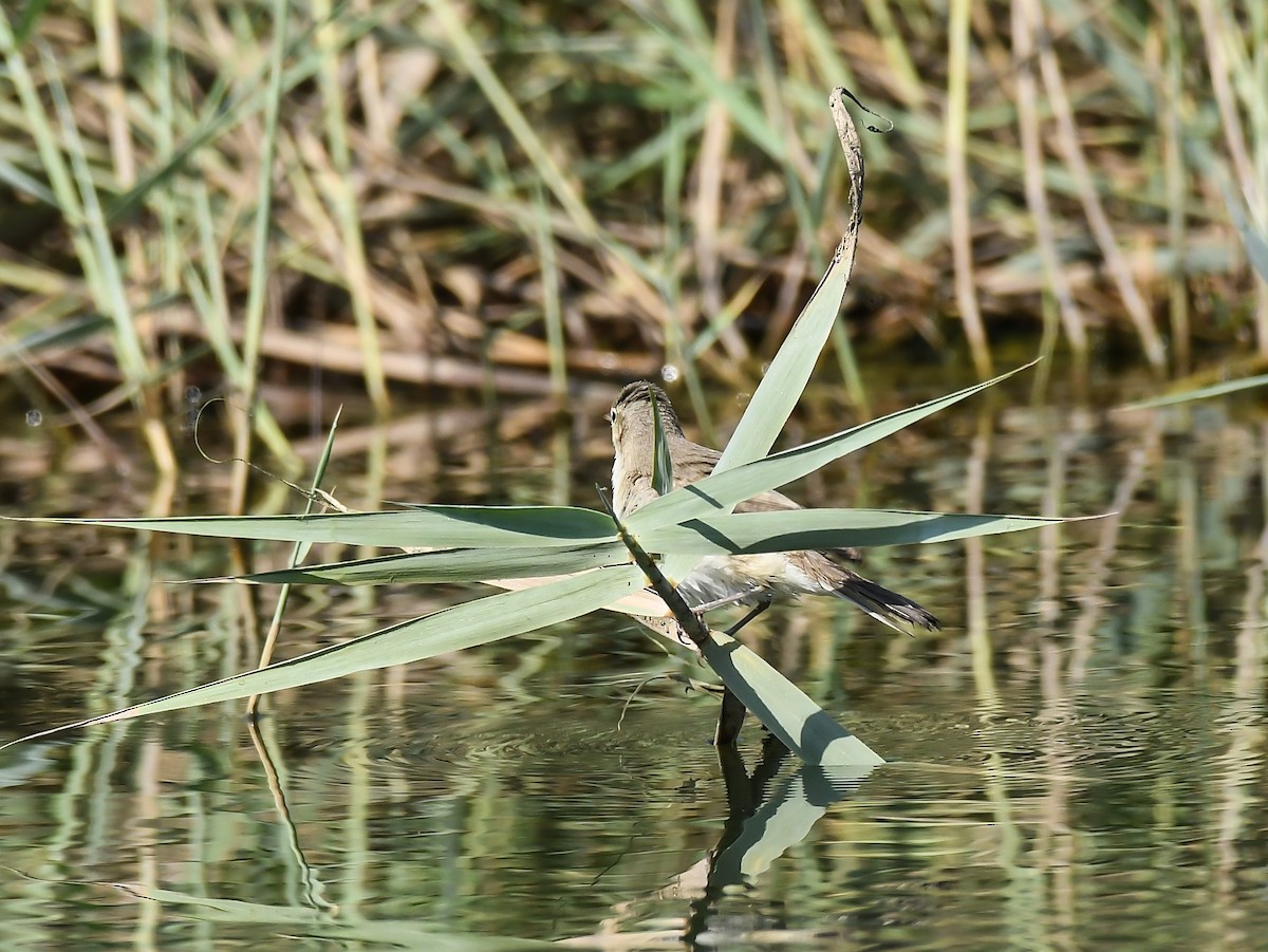 Eastern Olivaceous Warbler - ML624033084