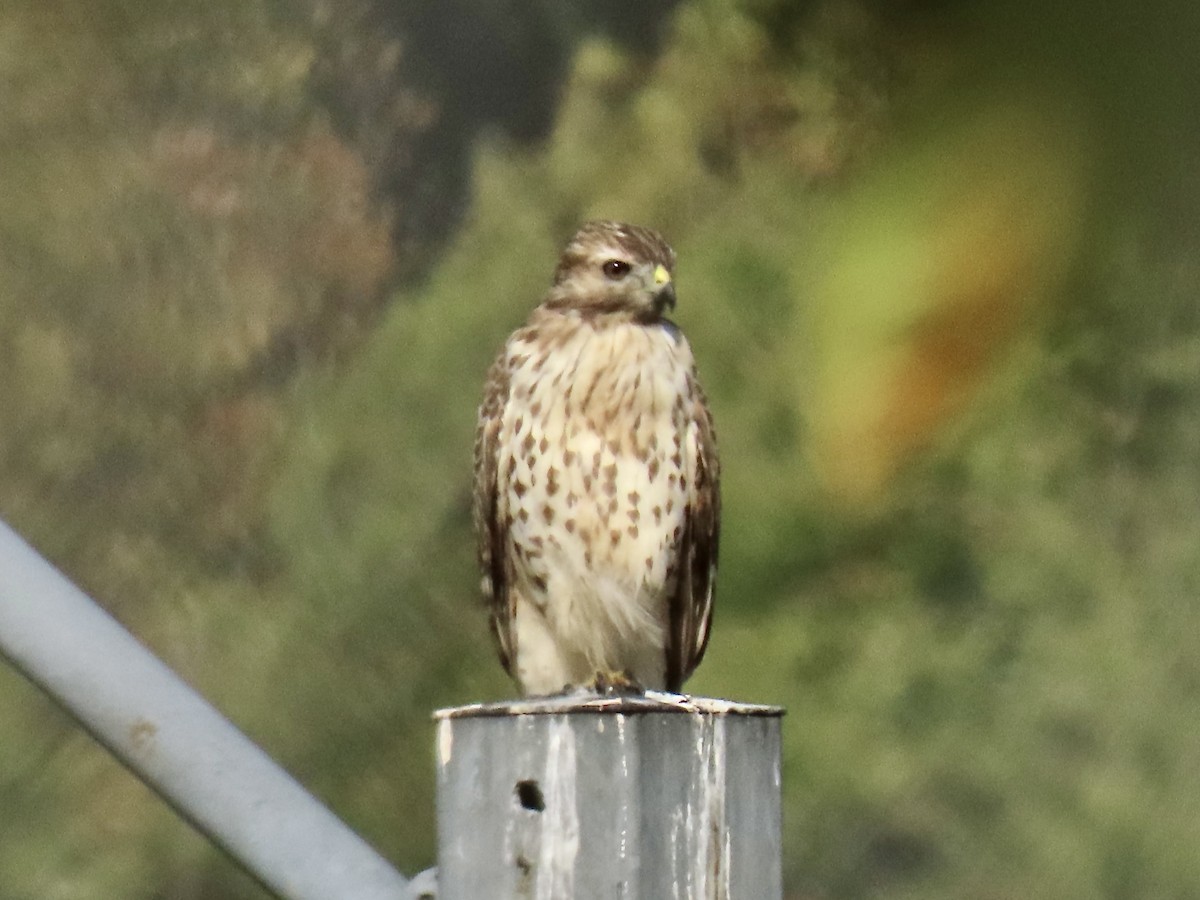 Red-shouldered Hawk - ML624033095